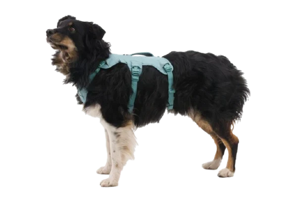 Web Master™ Dog Harness with Handle