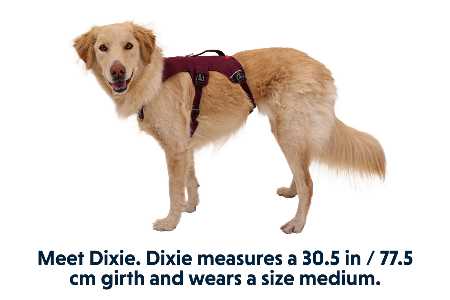 Web Master™ Dog Harness with Handle