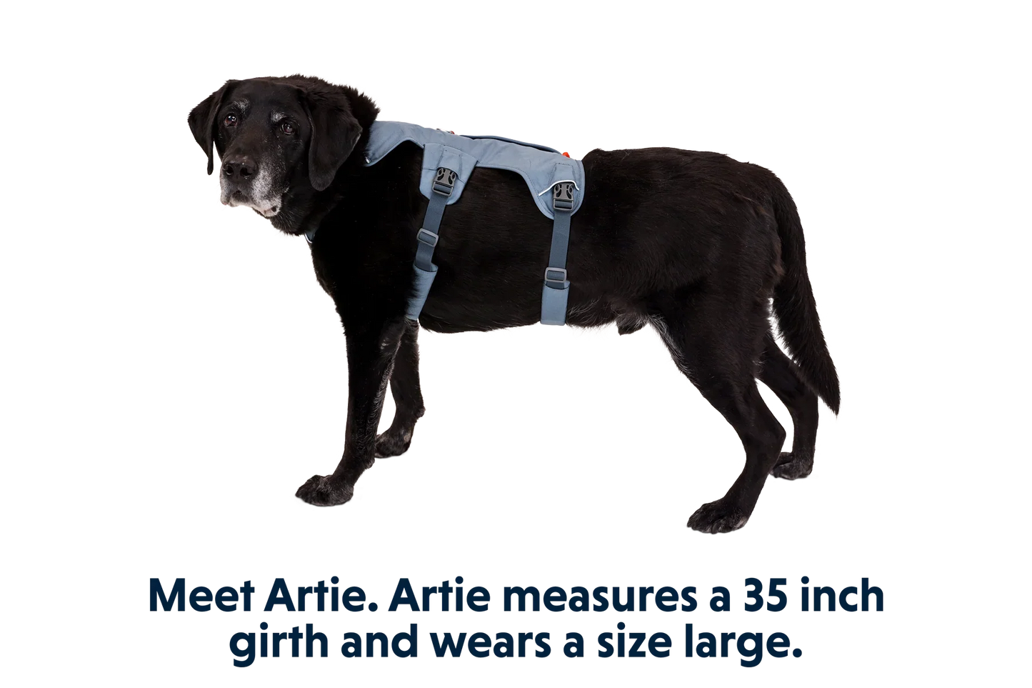 Web Master™ Dog Harness with Handle