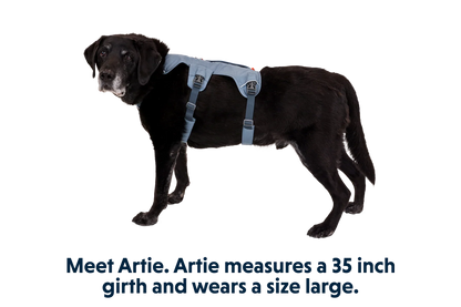 Web Master™ Dog Harness with Handle