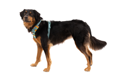 Front Range® Harness