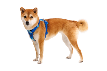 Front Range® Harness
