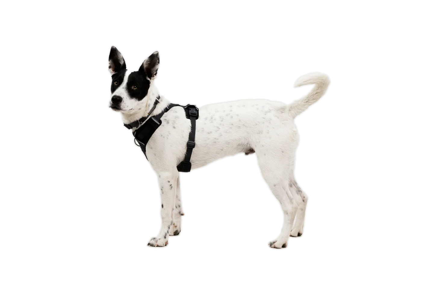 Front Range® Flex Harness
