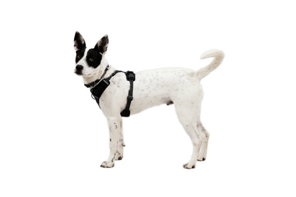 Front Range® Flex Harness