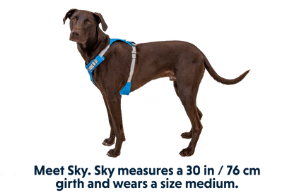 Hi & Light™ Lightweight Dog Harness