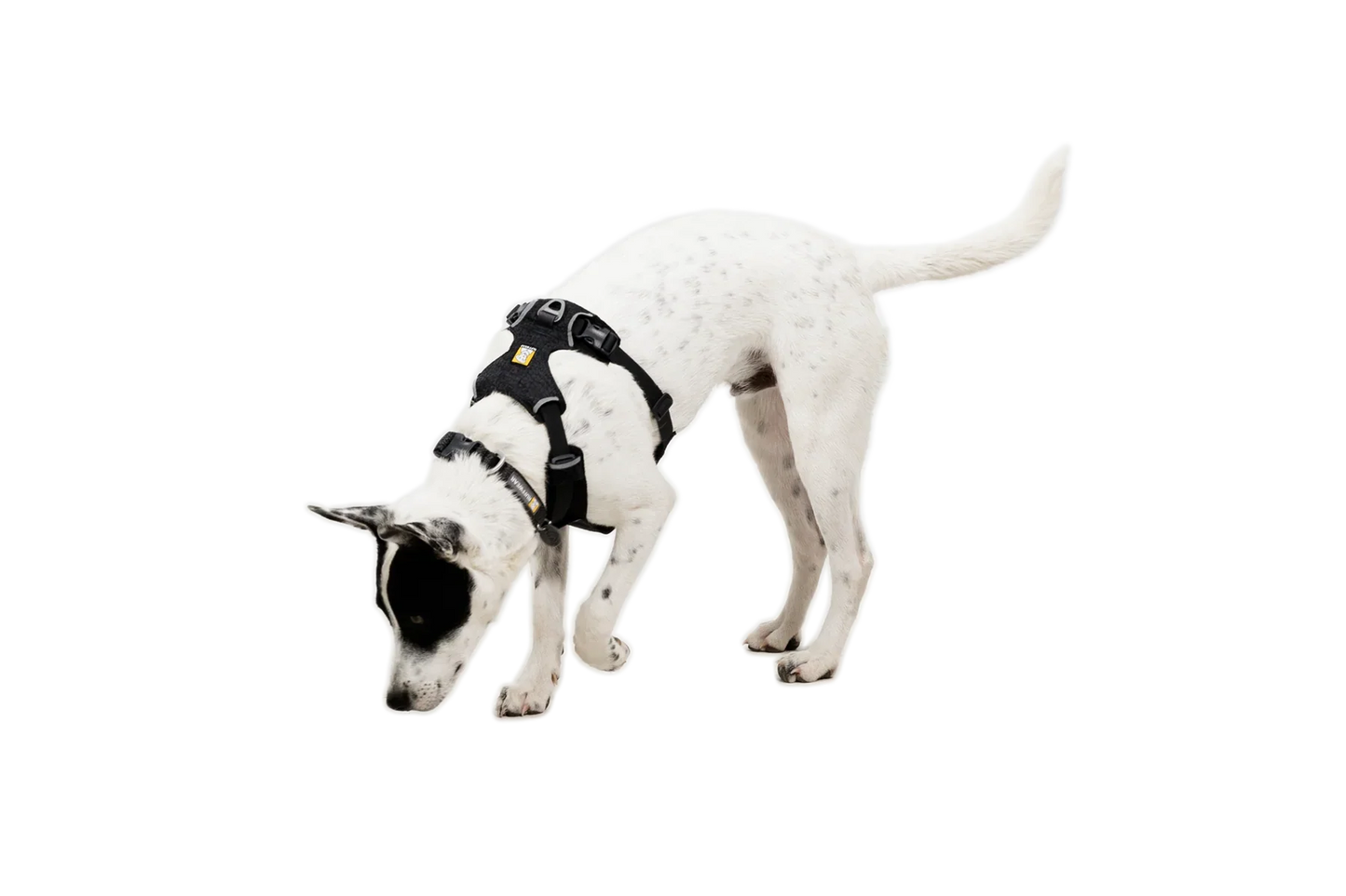 Front Range® Flex Harness