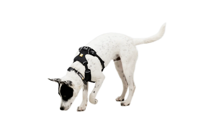 Front Range® Flex Harness