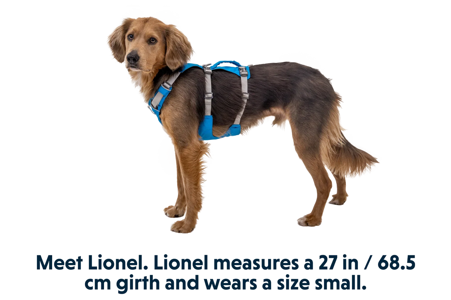 Flagline™ Dog Harness with Handle