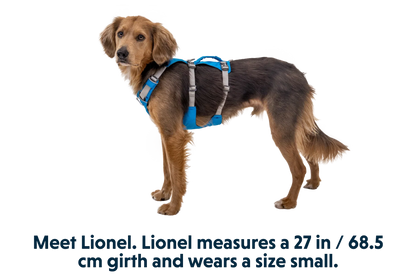 Flagline™ Dog Harness with Handle