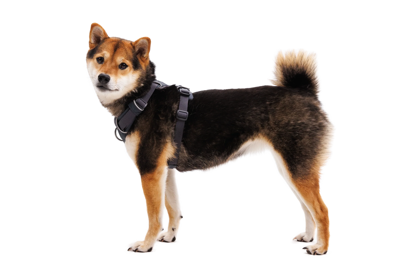 Front Range® Harness