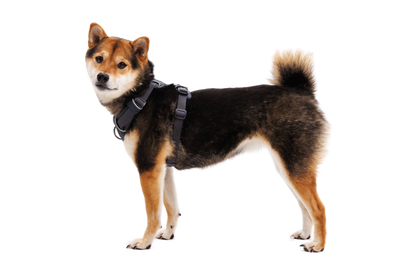 Front Range® Harness