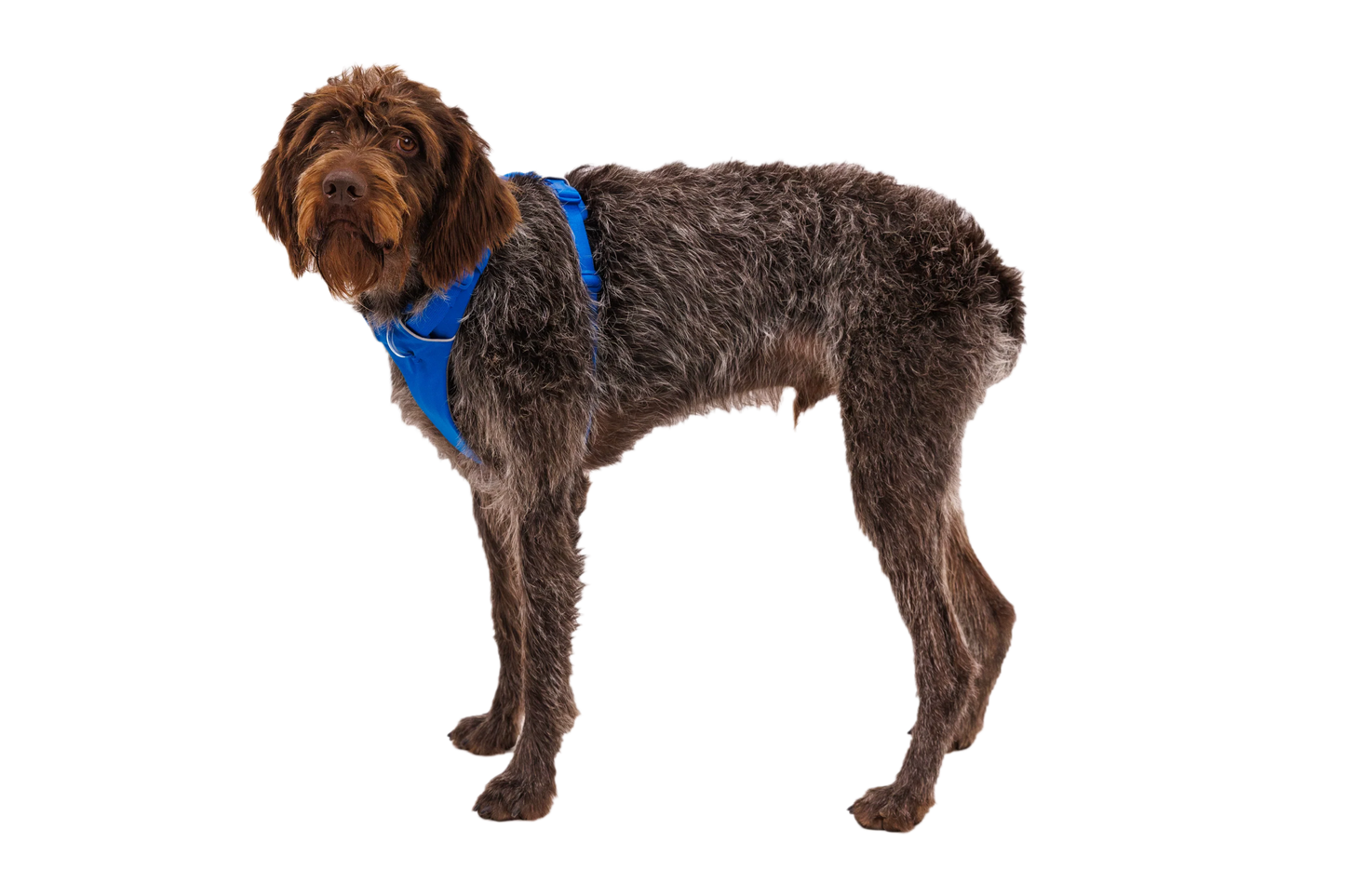 Front Range® Harness
