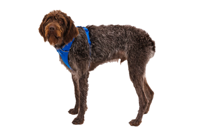 Front Range® Harness