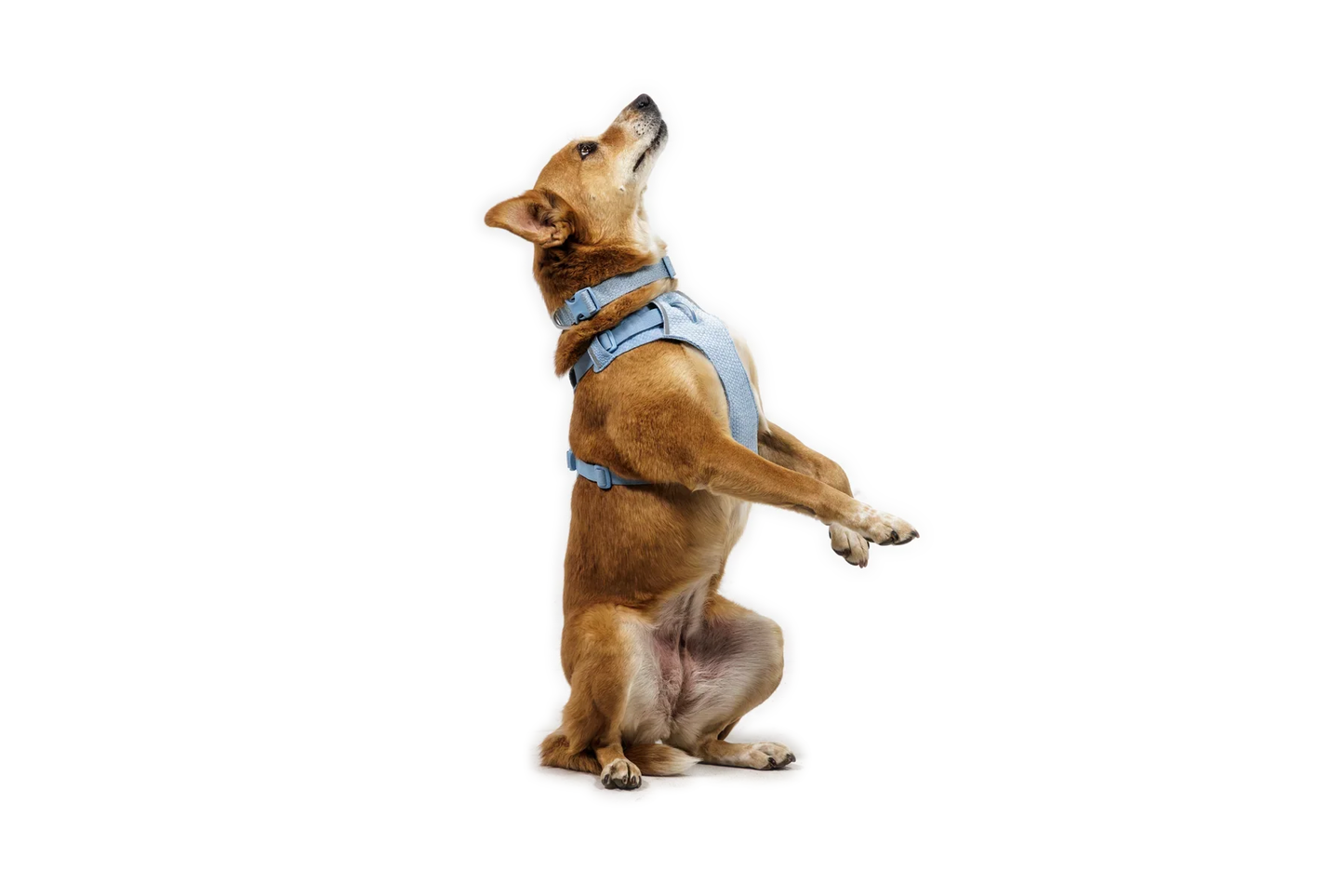 Front Range® Flex Harness