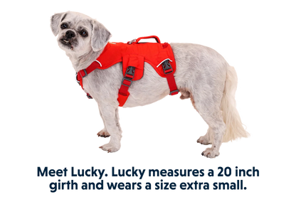 Web Master™ Dog Harness with Handle