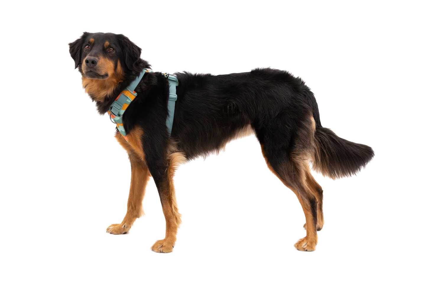 Front Range® Harness