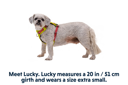 Hi & Light™ Lightweight Dog Harness