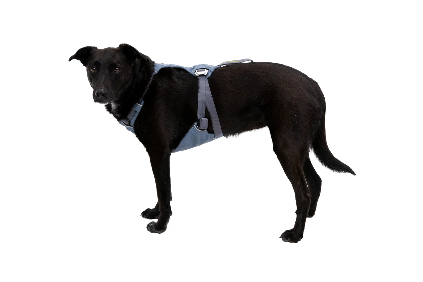 Load Up™ Dog Car Harness