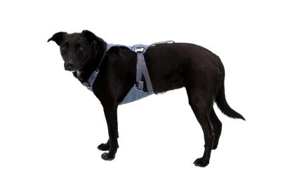 Load Up™ Dog Car Harness
