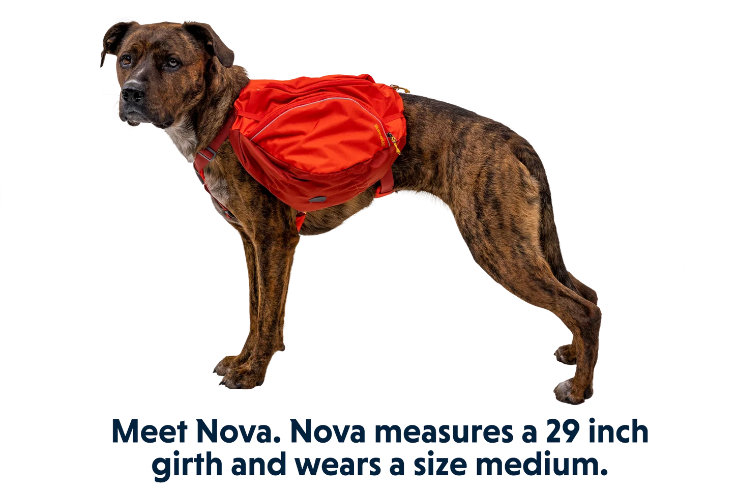 Palisades™ Dog Backpack