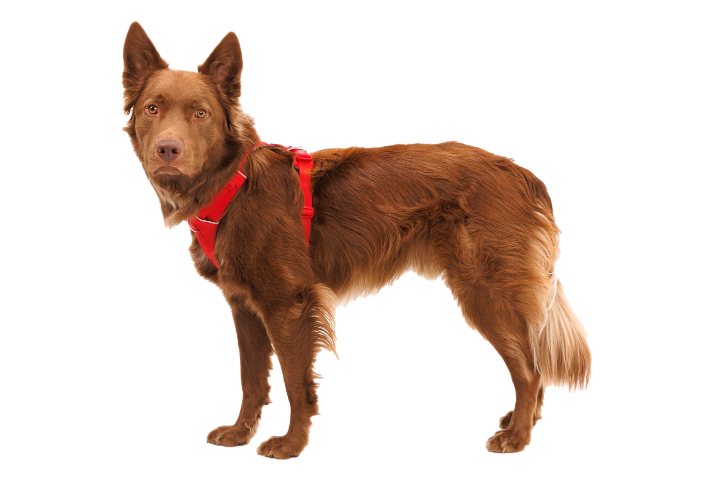 Front Range® Harness