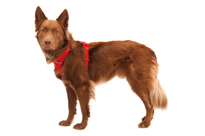 Front Range® Harness