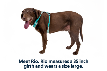 Hi & Light™ Lightweight Dog Harness