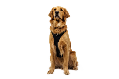 Ridgeline™ Harness